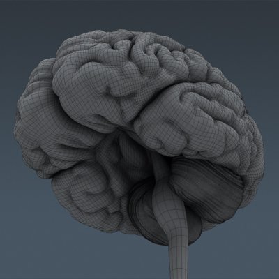 2688 Anatomy Human Brain and Skull