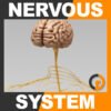 Human Brain and Nervous System - Anatomy