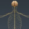 2692 Human Brain and Nervous System Anatomy