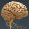 2700 Human Brain and Nervous System Anatomy