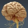 2702 Human Brain and Nervous System Anatomy