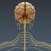 2703 Human Brain and Nervous System Anatomy