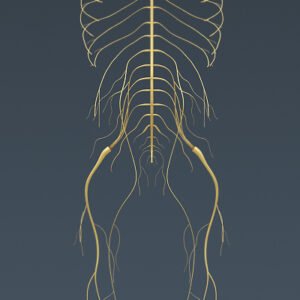 2717 Human Skeleton and Nervous System with Brain Anatomy