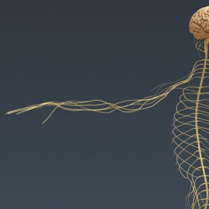 2725 Human Skeleton and Nervous System with Brain Anatomy