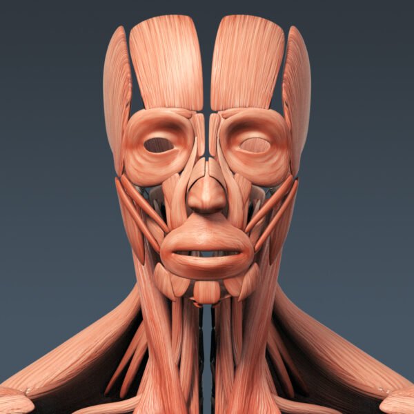 3298 Human Muscular System Anatomy