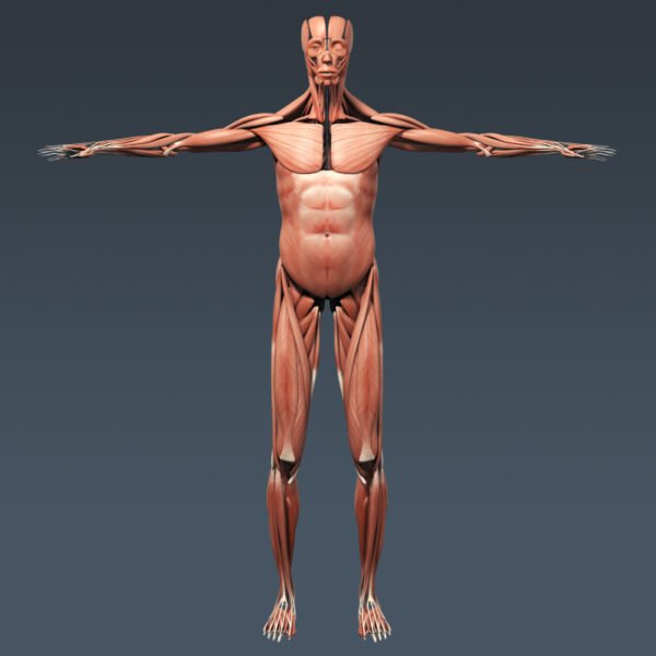 3299 Human Muscular System Anatomy