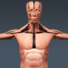 3300 Human Muscular System Anatomy