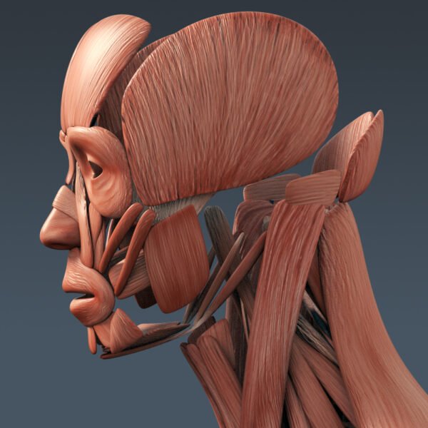 3301 Human Muscular System Anatomy