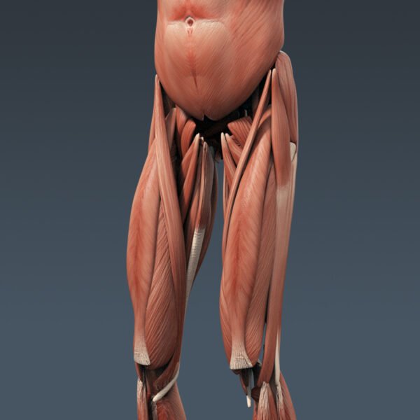 3302 Human Muscular System Anatomy
