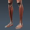 3303 Human Muscular System Anatomy