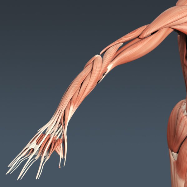 3305 Human Muscular System Anatomy