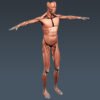 3307 Human Muscular System Anatomy