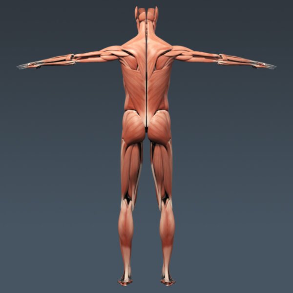 3308 Human Muscular System Anatomy