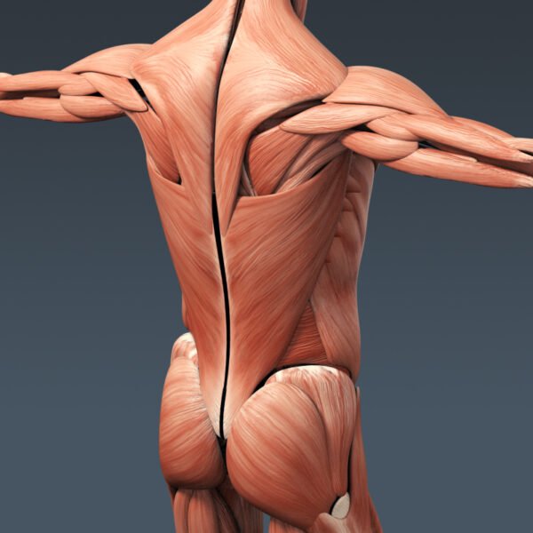 3309 Human Muscular System Anatomy