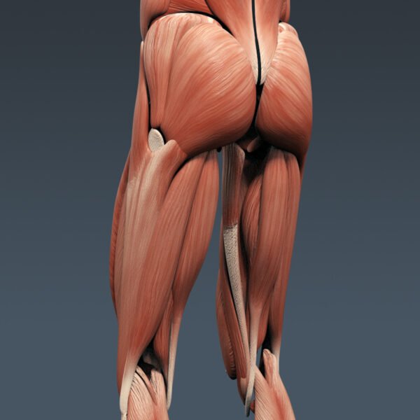 3310 Human Muscular System Anatomy