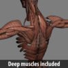 3317 Human Muscular System Anatomy