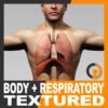 Human Male Body and Respiratory System Textured - Anatomy