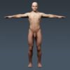 3692 Human Male Body and Respiratory System Textured Anatomy