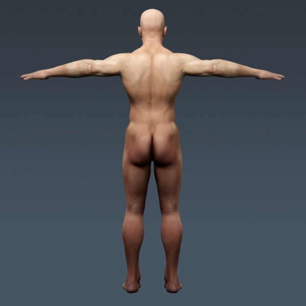 3698 Human Male Body and Respiratory System Textured Anatomy