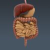 4040 Human Male Body and Digestive System Textured Anatomy
