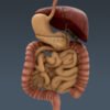 4042 Human Male Body and Digestive System Textured Anatomy