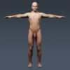 4043 Human Male Body and Digestive System Textured Anatomy