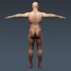 4049 Human Male Body and Digestive System Textured Anatomy
