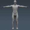 4057 Human Male Body and Digestive System Textured Anatomy