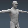 4059 Human Male Body and Digestive System Textured Anatomy