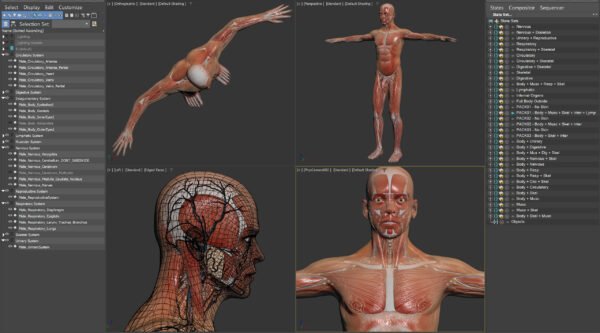 Anatomy Male Full 006