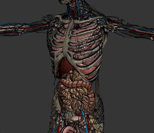 Anatomy Male Full 009