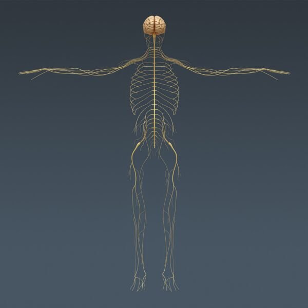 Anatomy Male Full 051