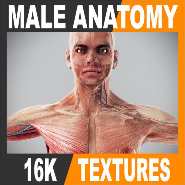 Anatomy Male Full TS 000