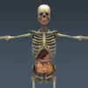 BodyMuscSkelDige th013