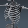 BodyMuscSkelDige th055