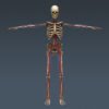 CircSkeleton th005