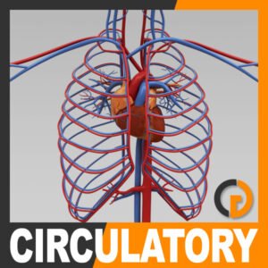 Circulatory th001