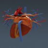 Circulatory th015