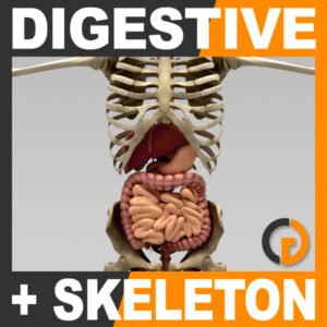 DigestiveSkeleton th001