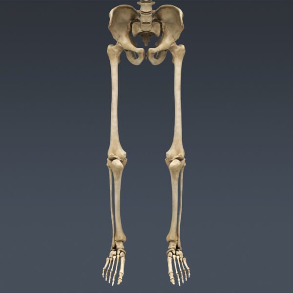 DigestiveSkeleton th012