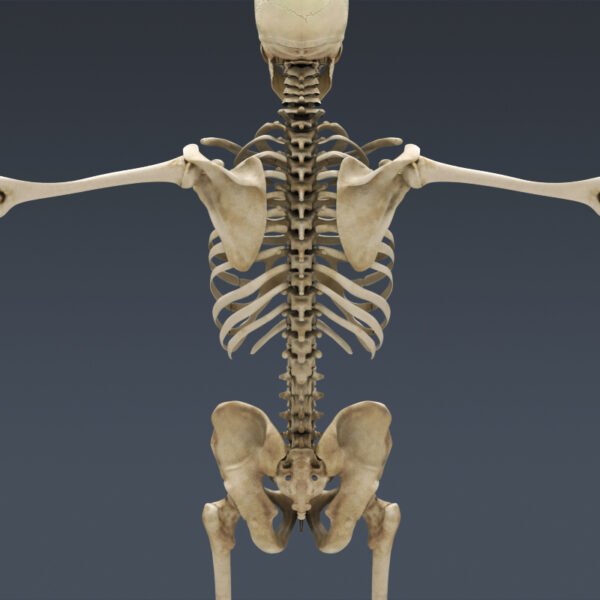 DigestiveSkeleton th014
