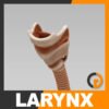 Larynx th001