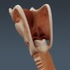 Larynx th003