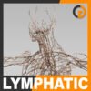 Lymphatic th001