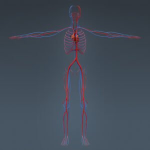 MusclesAnatomy th036