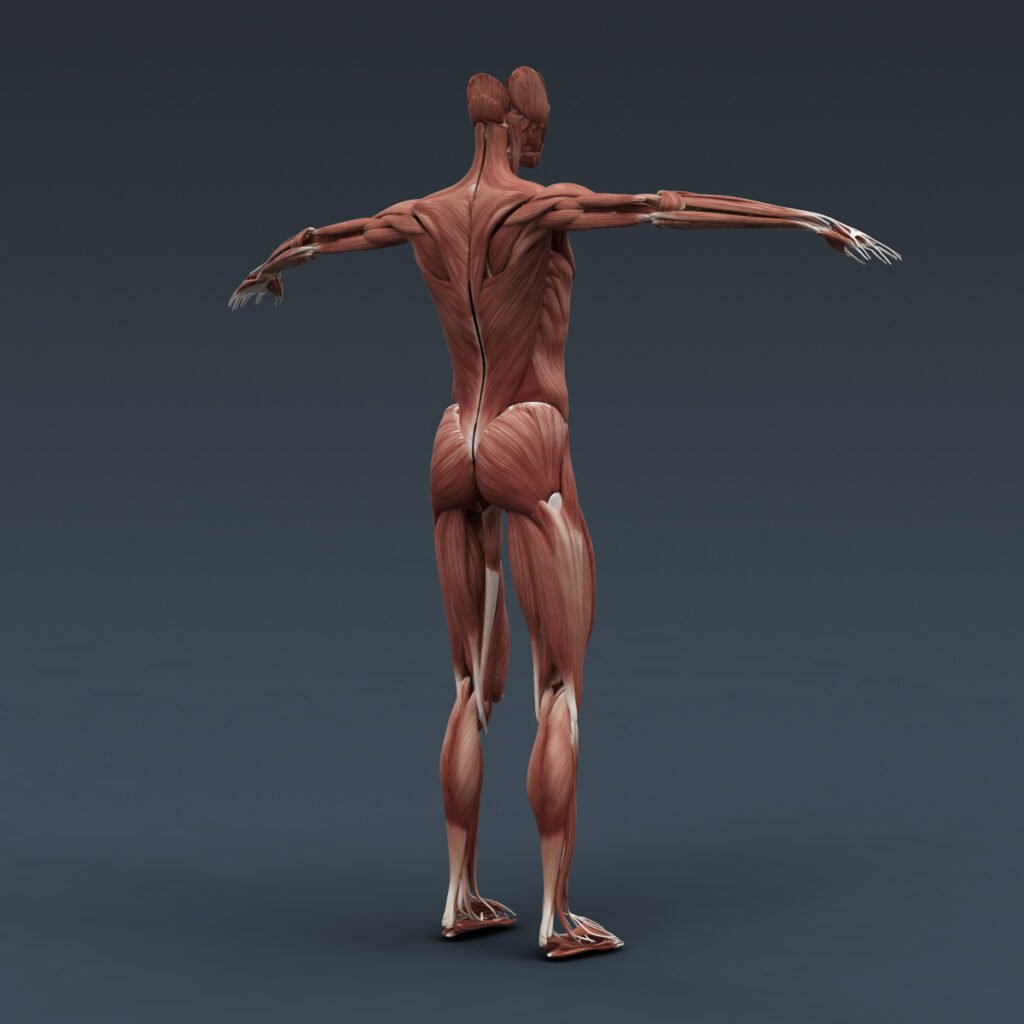 Human Male and Female Complete Anatomy – Body, Muscles, Skeleton ...