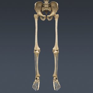 7498 Human Skeleton Maya Rigged