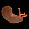 8537 Human Fetus 12 Weeks