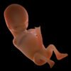 8539 Human Fetus 12 Weeks