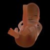 8541 Human Fetus 12 Weeks